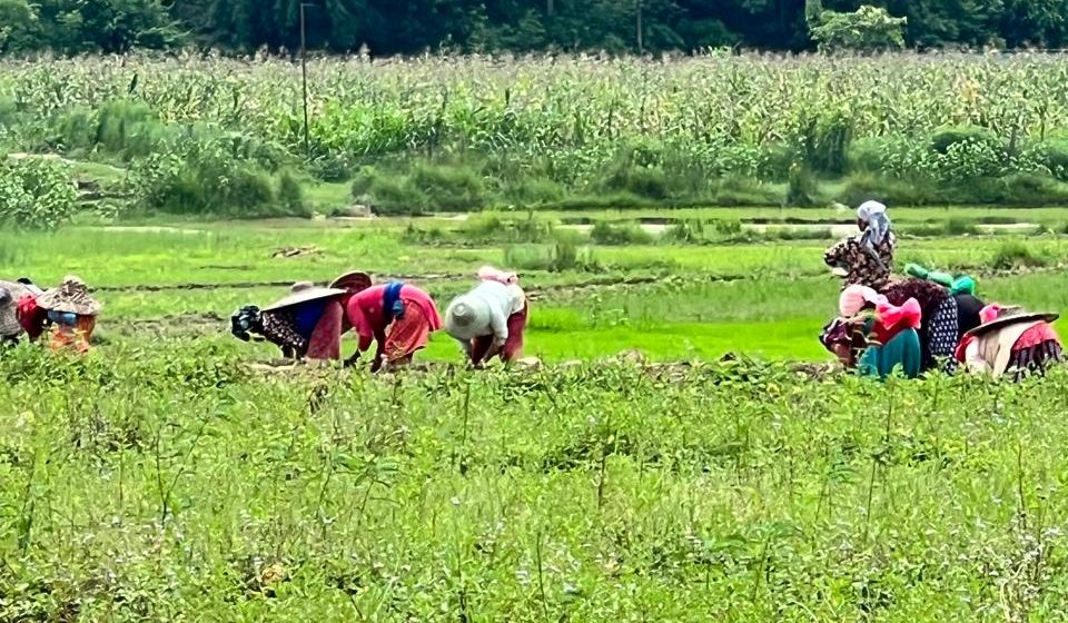 Benefits of Organic Farming: A Path to Sustainable Agriculture