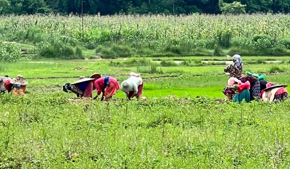 Benefits of Organic Farming: A Path to Sustainable Agriculture