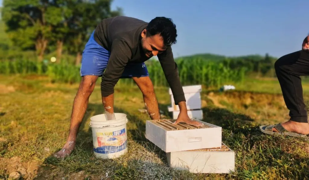 Honey Harvesting: A Guide to Sustainable and Efficient Practices