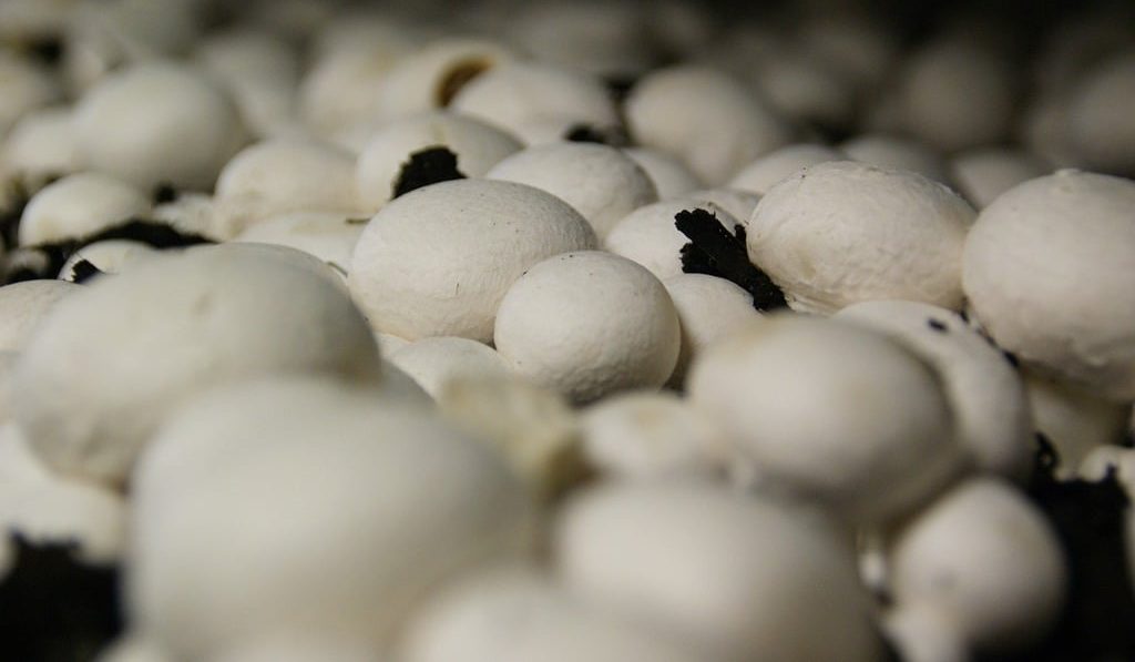 Mushroom Picking: A Beginner’s Guide to Foraging Wild Mushrooms